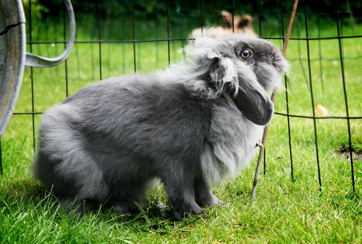 Kanin BlueBunnies AlPi Jon Snow "Blue" billede 2