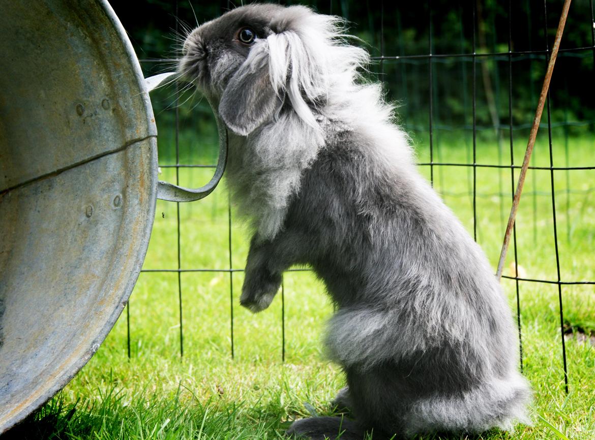 Kanin BlueBunnies AlPi Jon Snow "Blue" billede 4