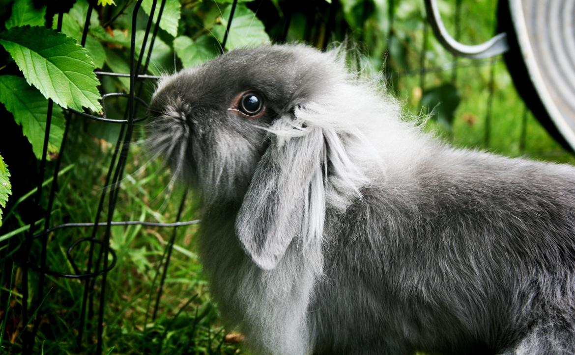 Kanin BlueBunnies AlPi Jon Snow "Blue" billede 7