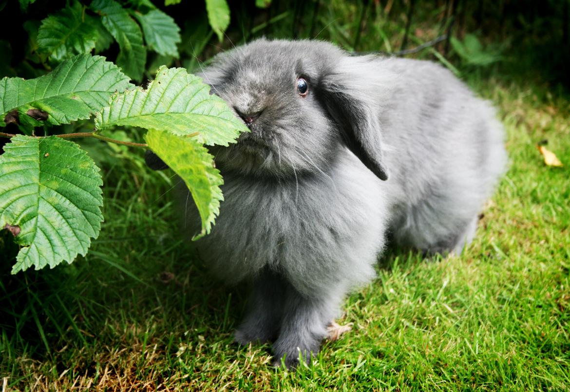 Kanin BlueBunnies AlPi Jon Snow "Blue" billede 8