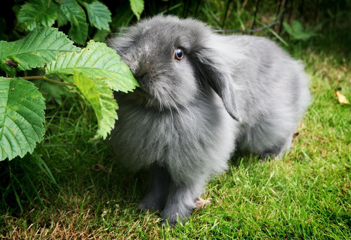 Kanin BlueBunnies AlPi Jon Snow "Blue" billede 9