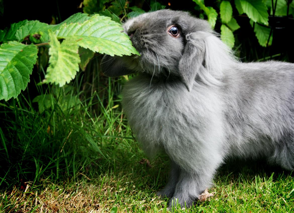 Kanin BlueBunnies AlPi Jon Snow "Blue" billede 10