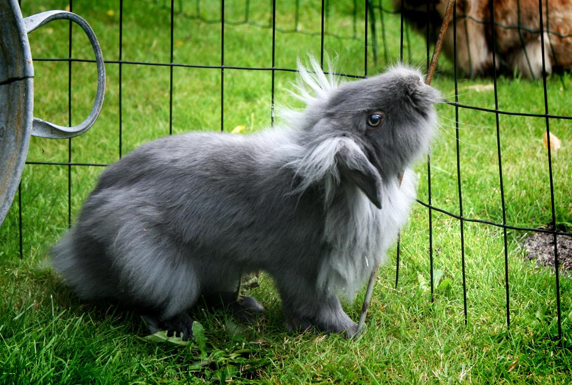 Kanin BlueBunnies AlPi Jon Snow "Blue" billede 11