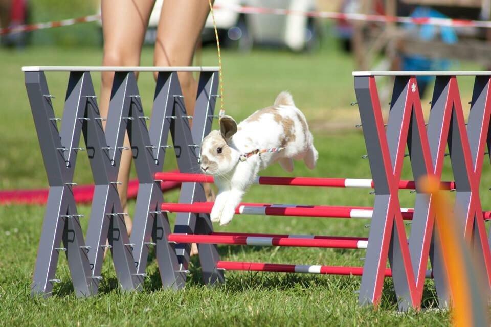 Kanin Aries Sri Lila billede 3