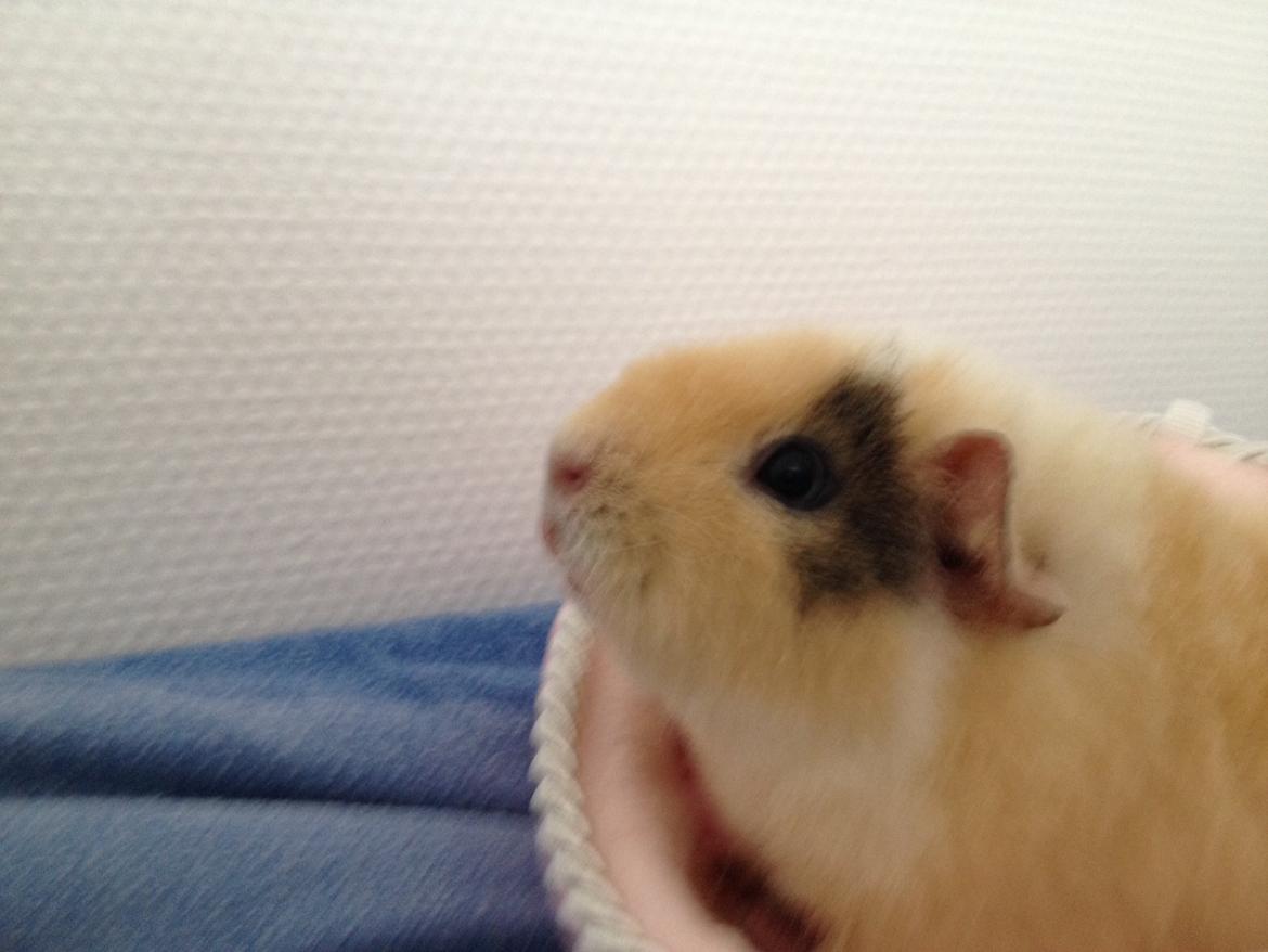 Marsvin Teddy Papaya billede 4
