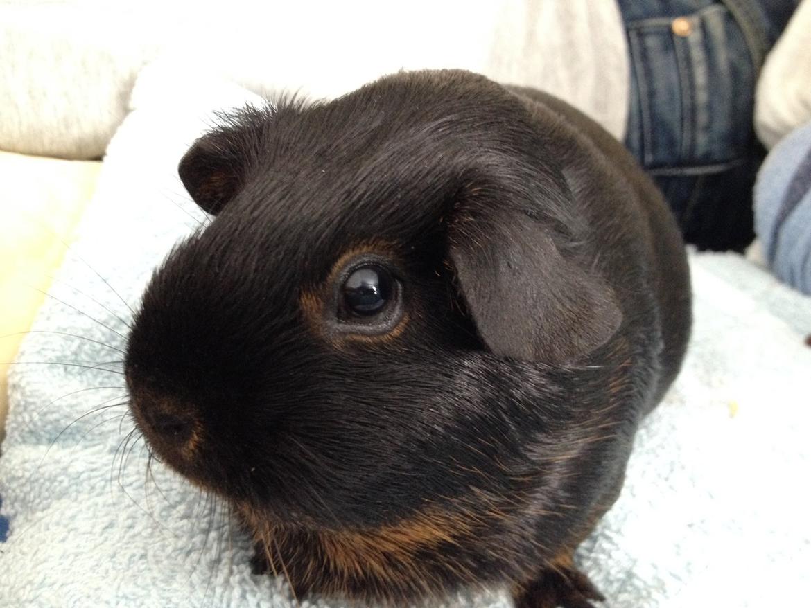 Marsvin Kiwi billede 2