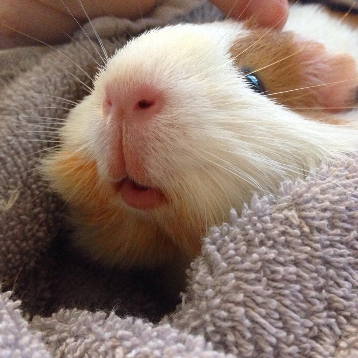 Marsvin Chili billede 1