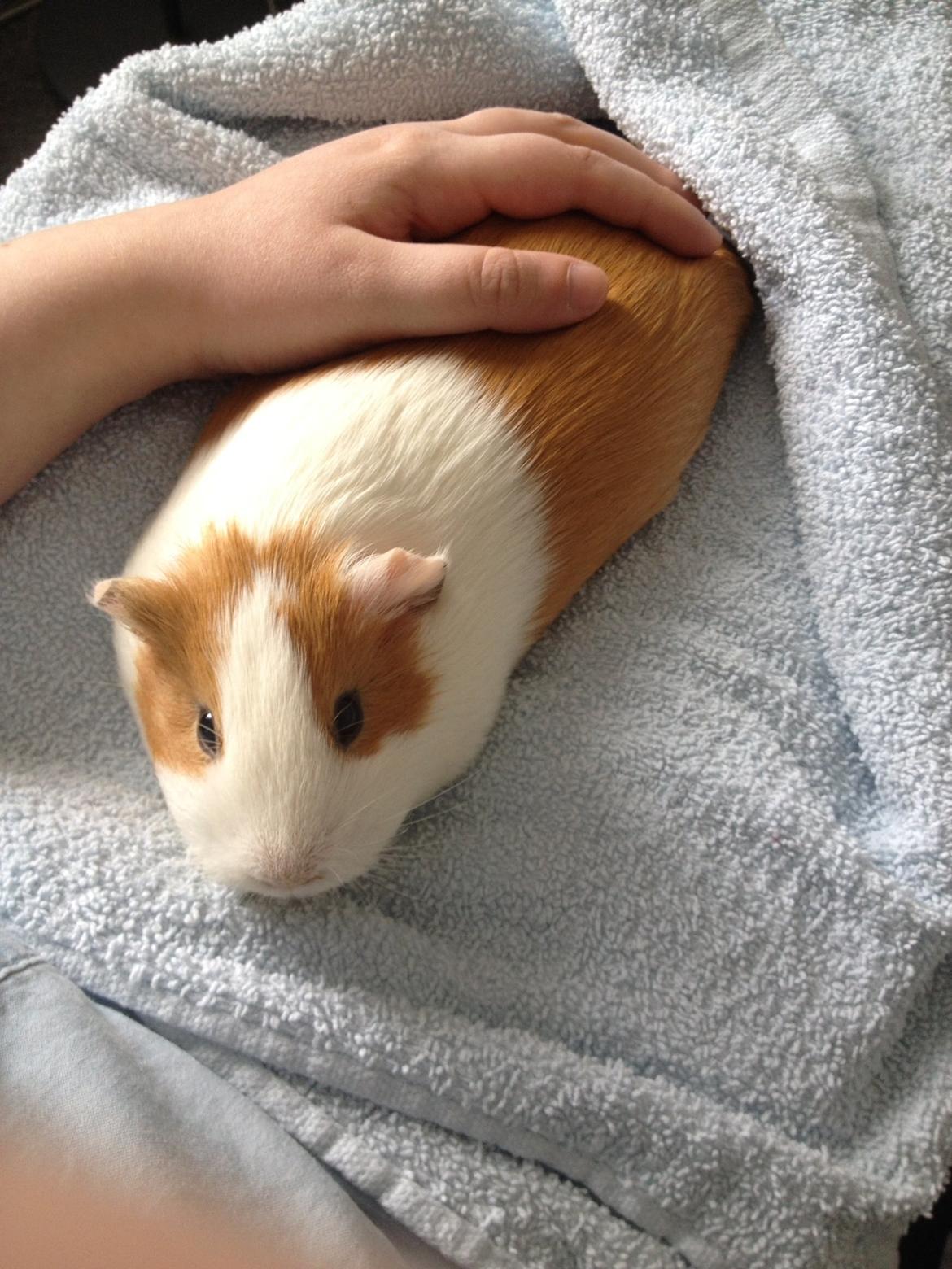 Marsvin Chili billede 5