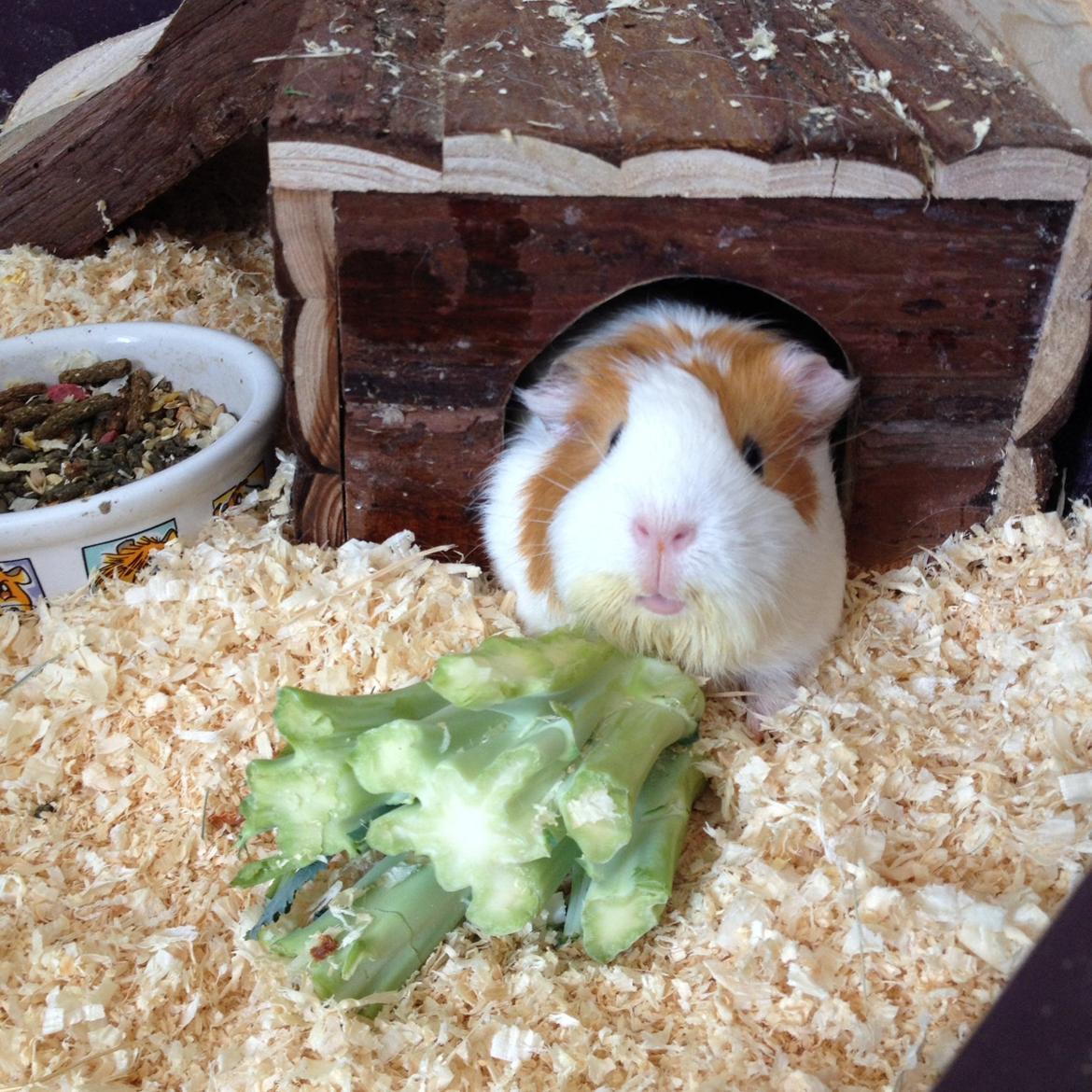 Marsvin Chili billede 7