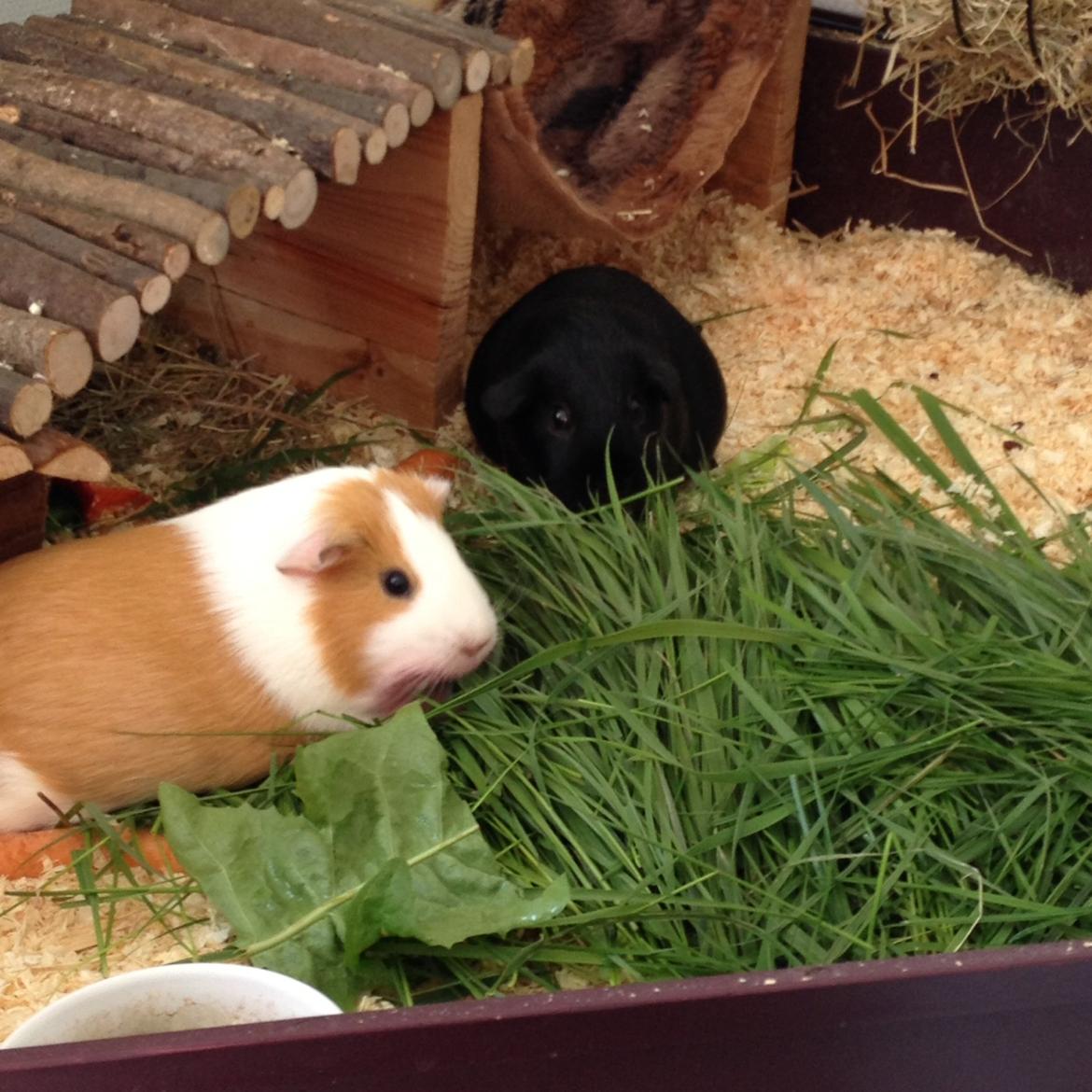 Marsvin Chili billede 8