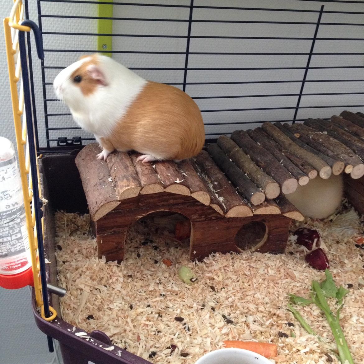 Marsvin Chili billede 9