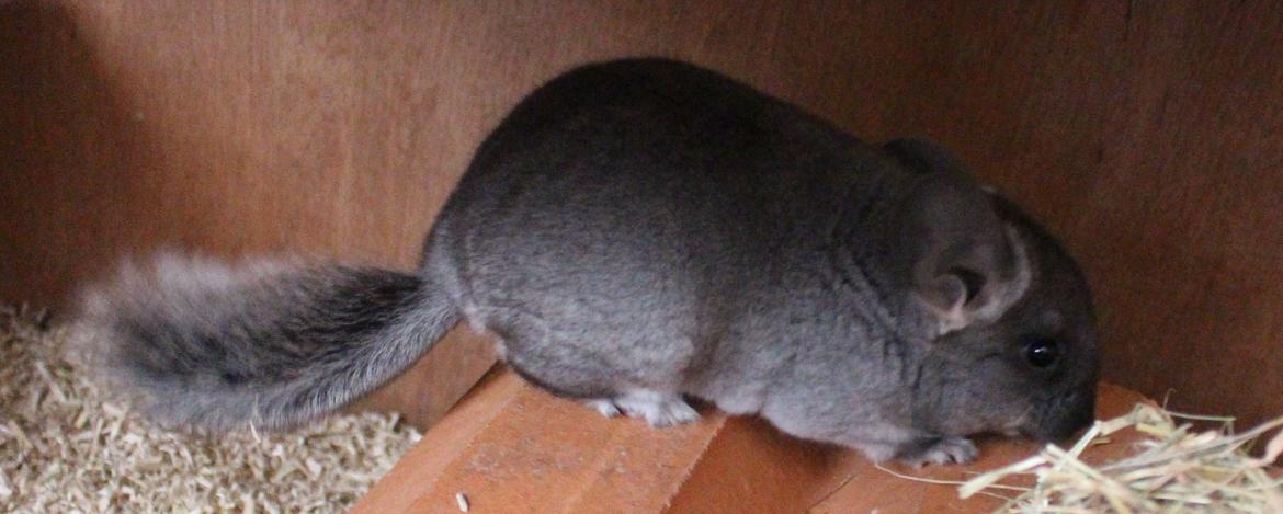 Chinchilla Furrytails' Elvira billede 5