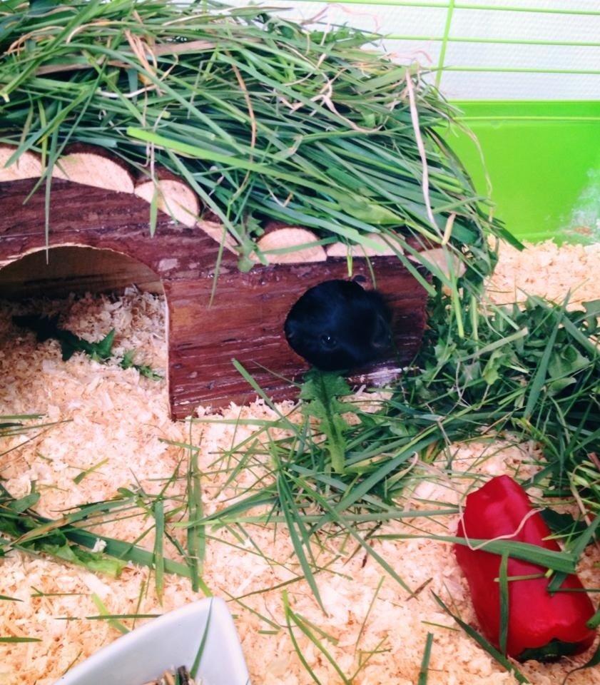 Marsvin Kiwi billede 8