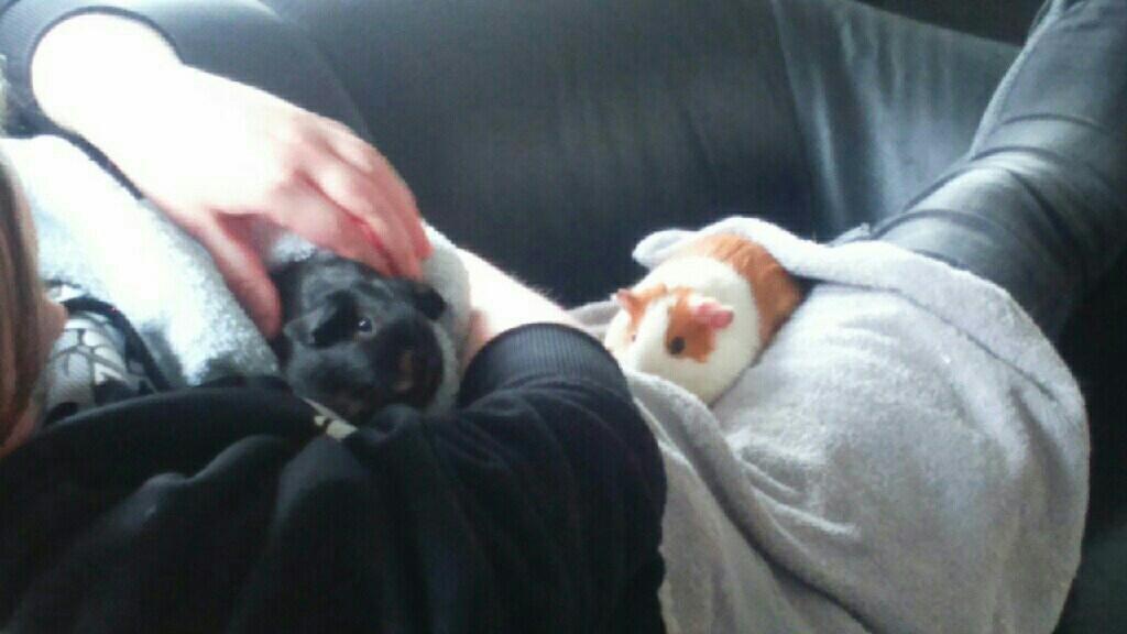 Marsvin Kiwi billede 9