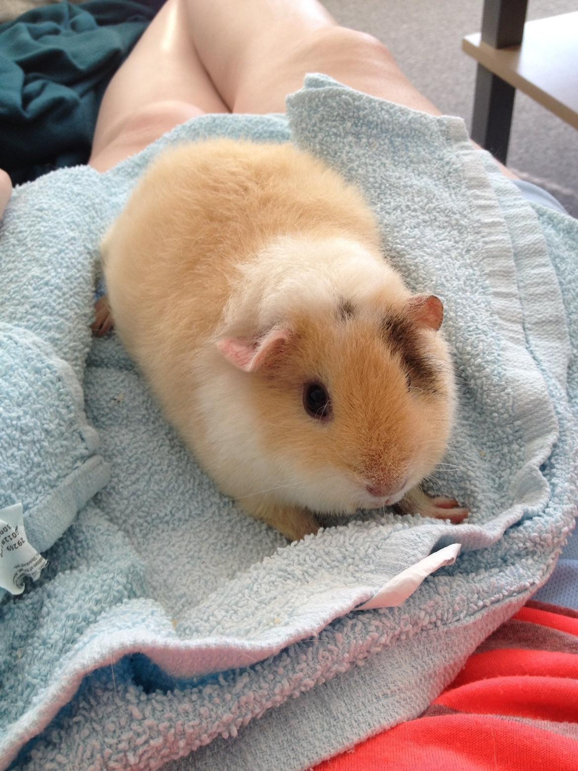Marsvin Teddy Papaya billede 9
