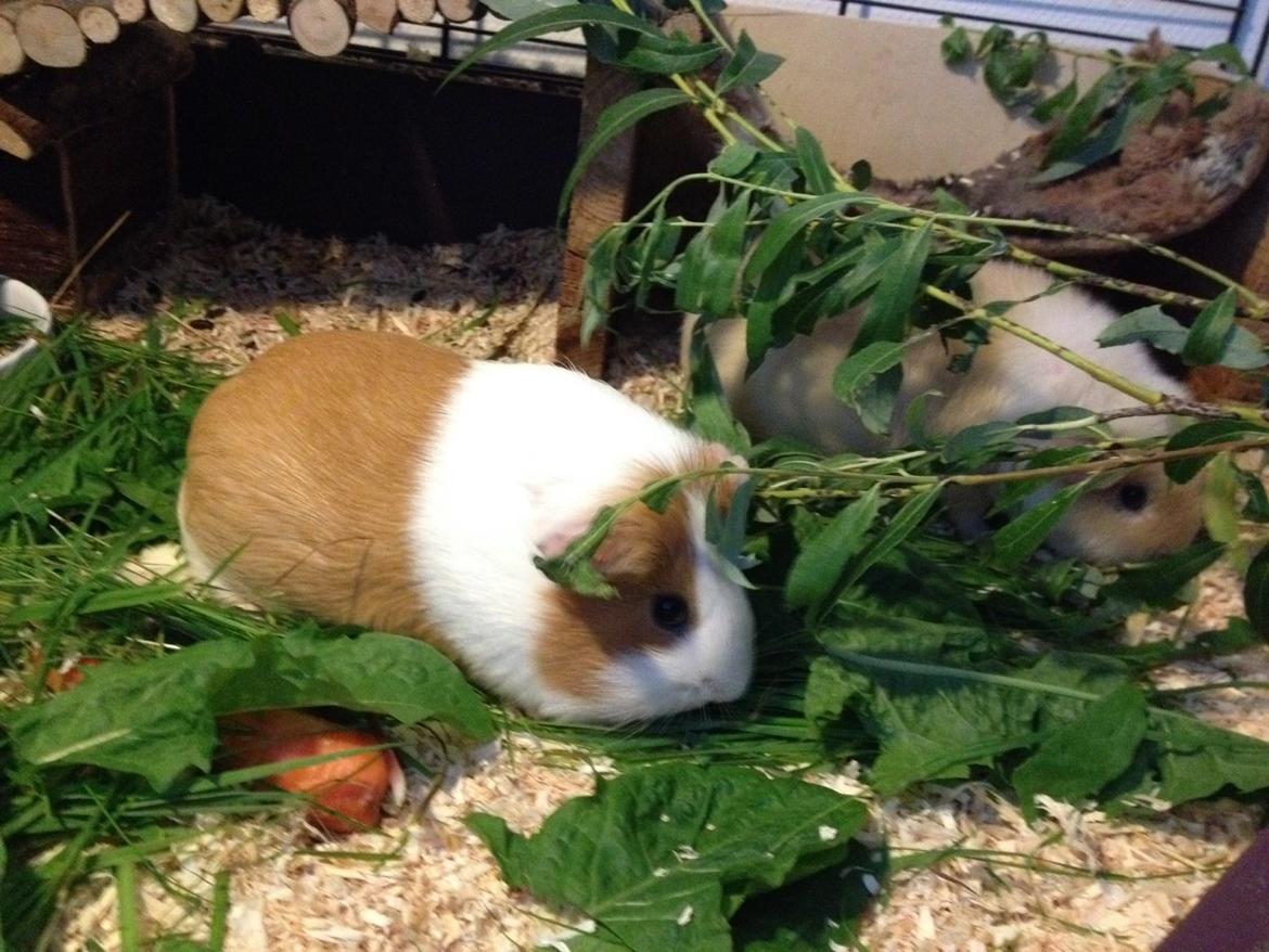 Marsvin Chili billede 17