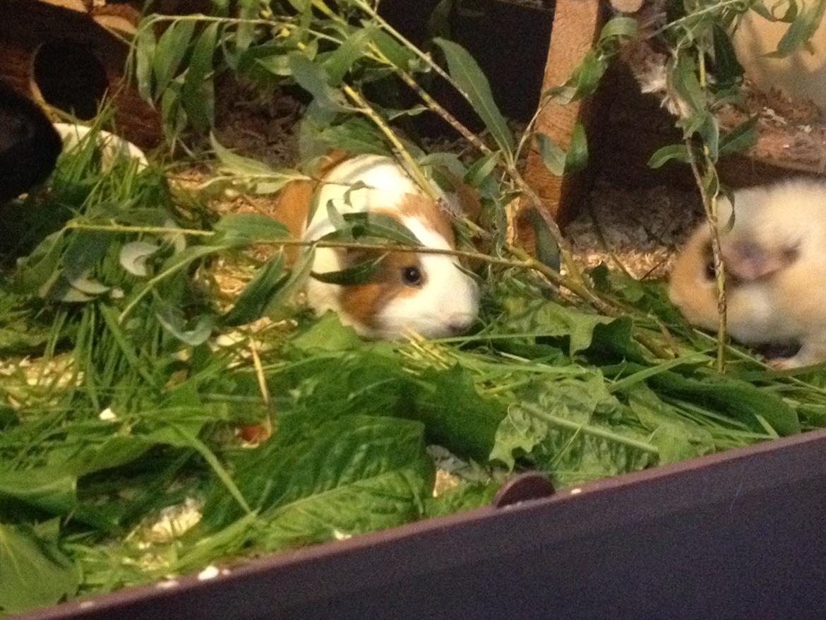 Marsvin Chili billede 12