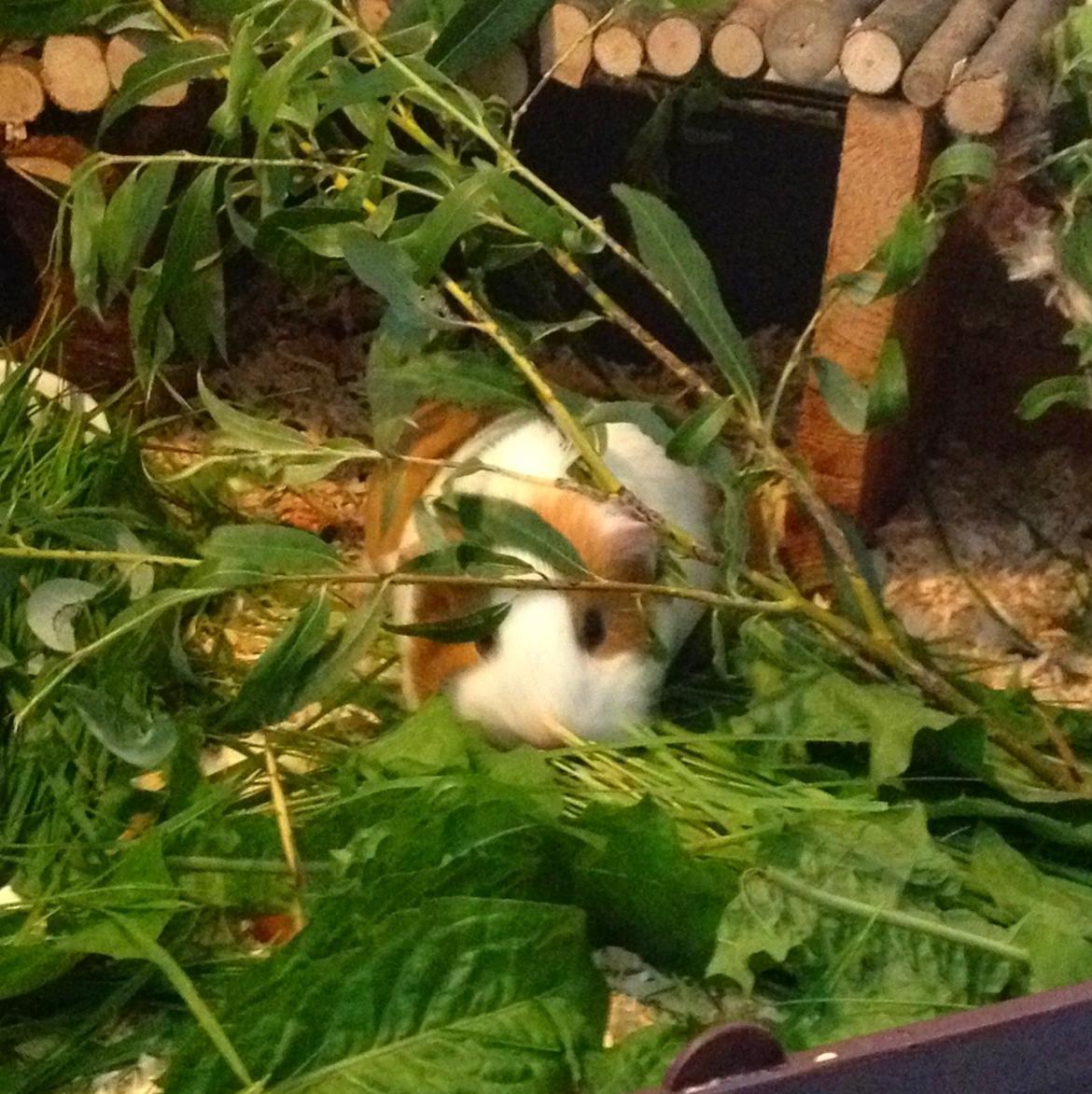 Marsvin Chili billede 11