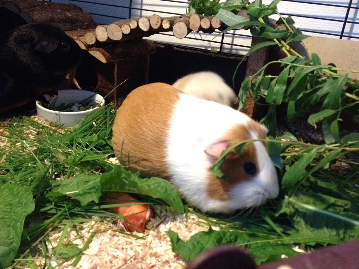 Marsvin Chili billede 15