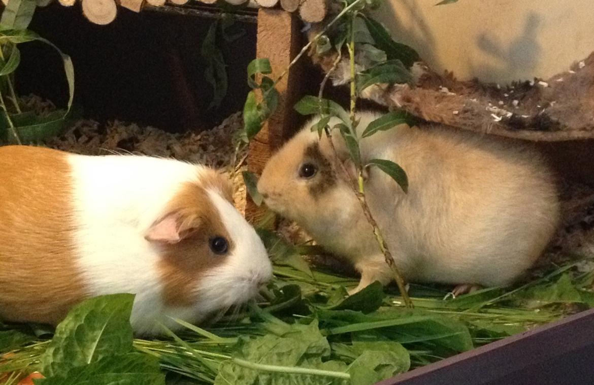 Marsvin Chili billede 14