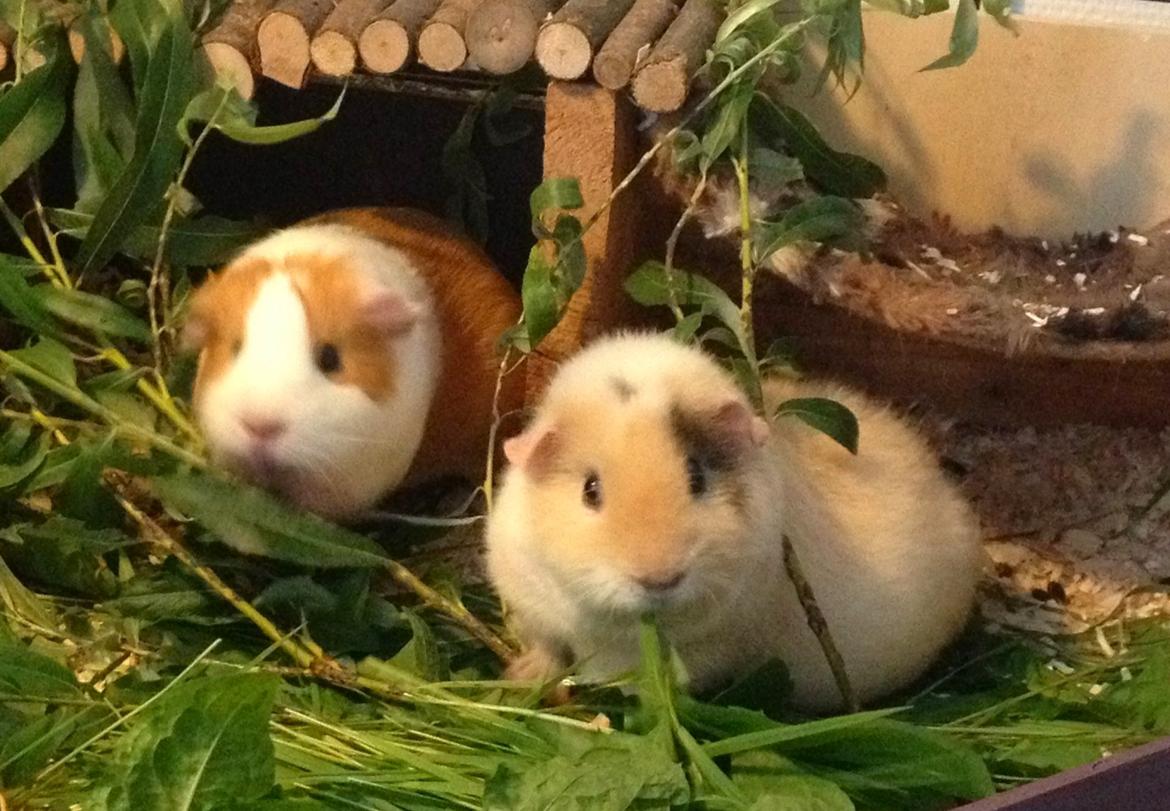 Marsvin Chili billede 13