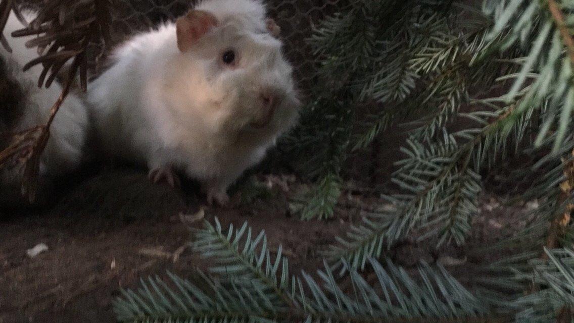 Marsvin Chip billede 10