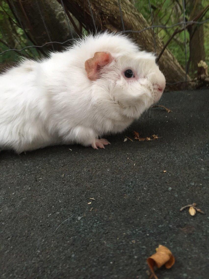 Marsvin Chip billede 11