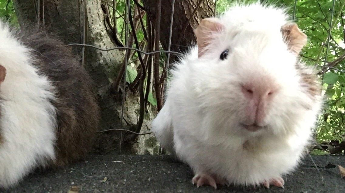 Marsvin Chip billede 13