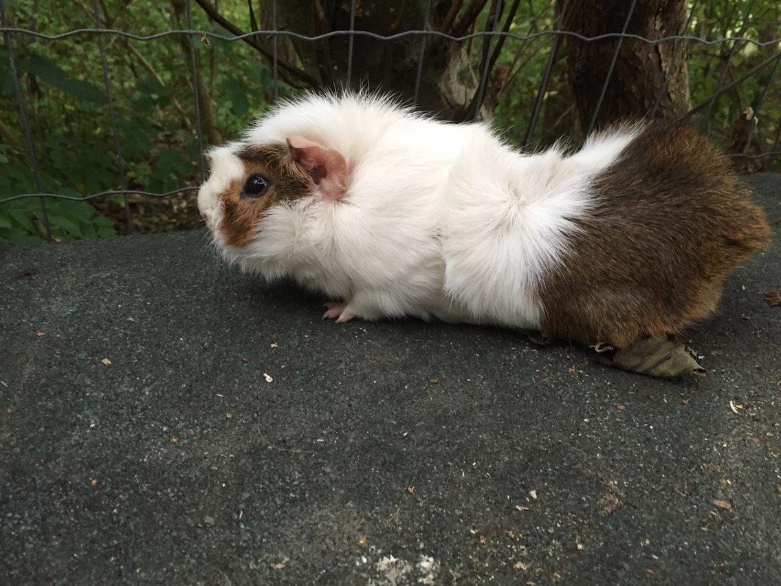 Marsvin Chip billede 12