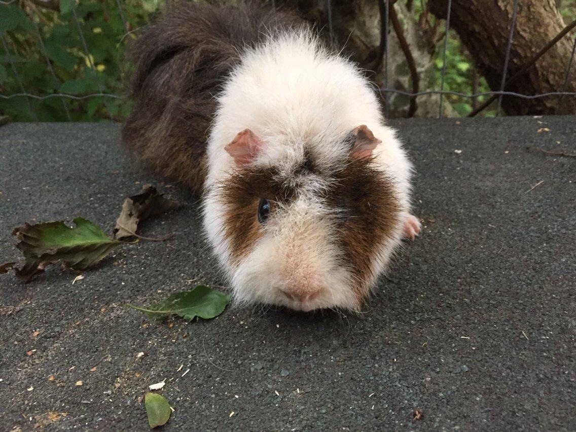 Marsvin Chap billede 15