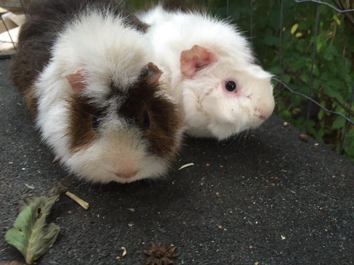 Marsvin Chap billede 16