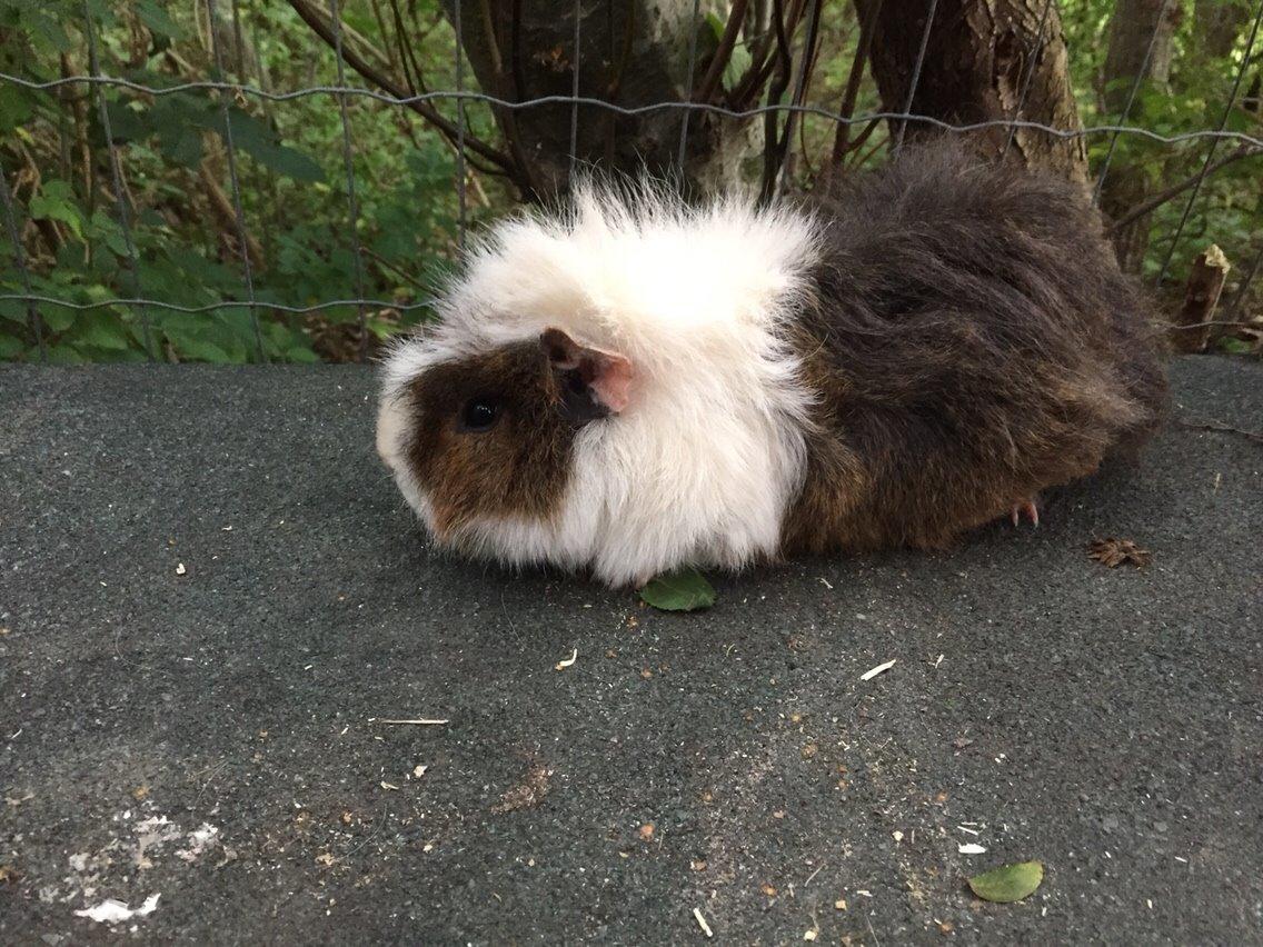 Marsvin Chap billede 13