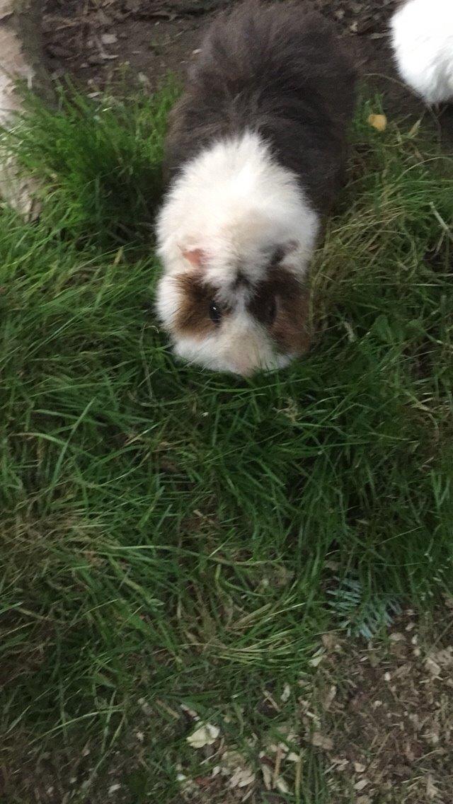 Marsvin Chap billede 17