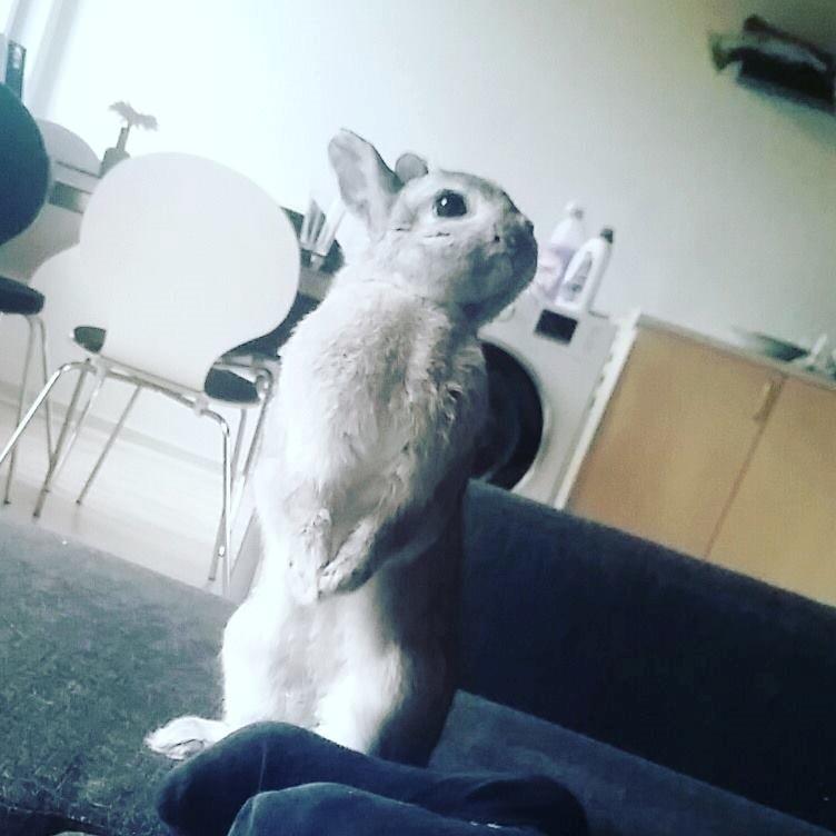 Kanin Ahrenkiels Ninka billede 32