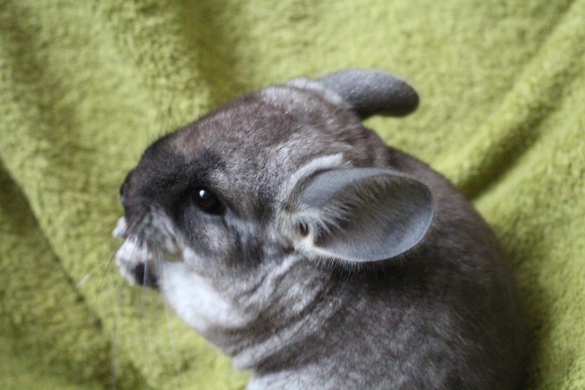 Chinchilla Furrytails' Elvira billede 3