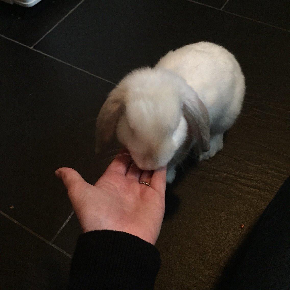 Kanin Dværgvædder Korma billede 16