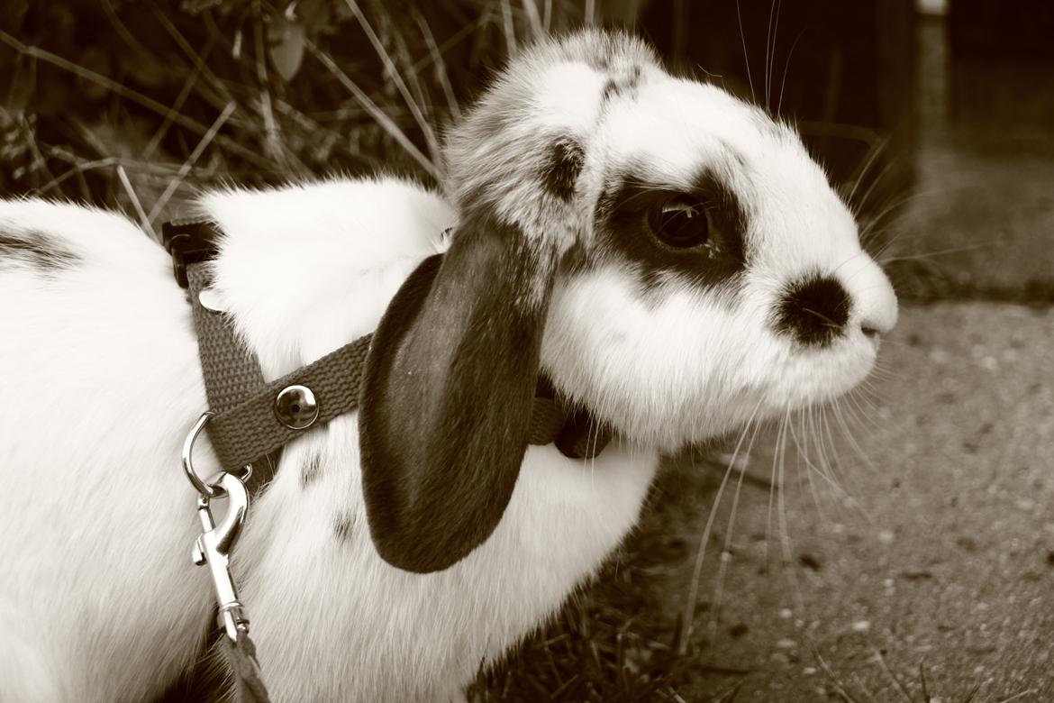 Kanin Vængs Jate Mesja Indie billede 29