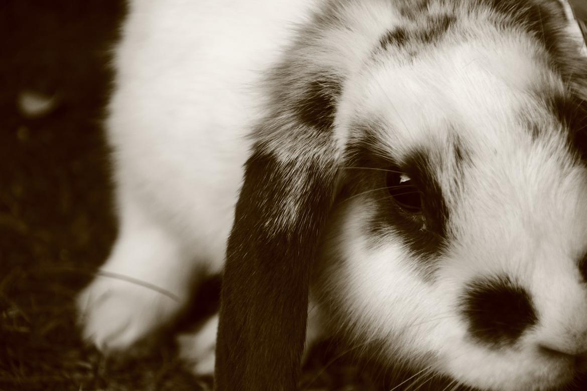 Kanin Vængs Jate Mesja Indie billede 30