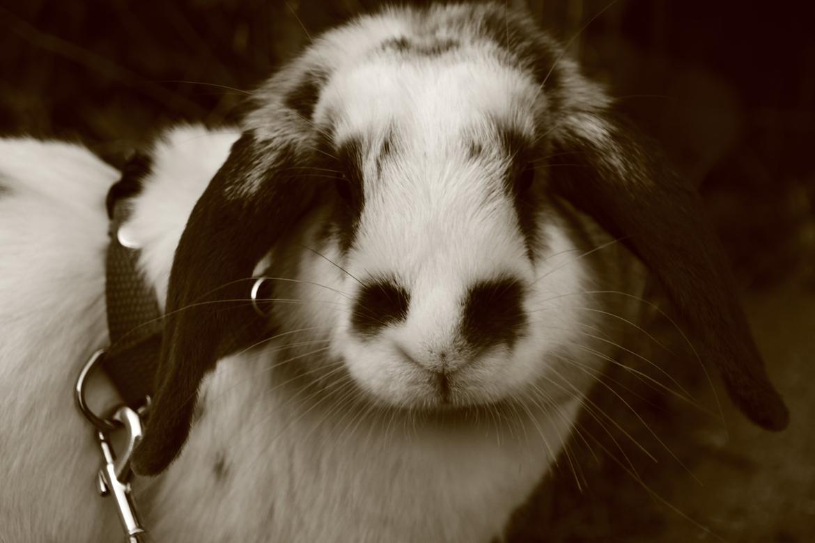 Kanin Vængs Jate Mesja Indie billede 1