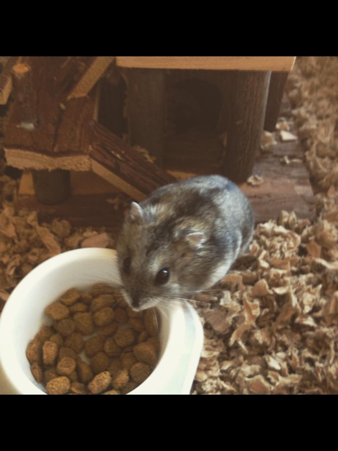 Dværghamster Mulle (R.I.P) billede 5