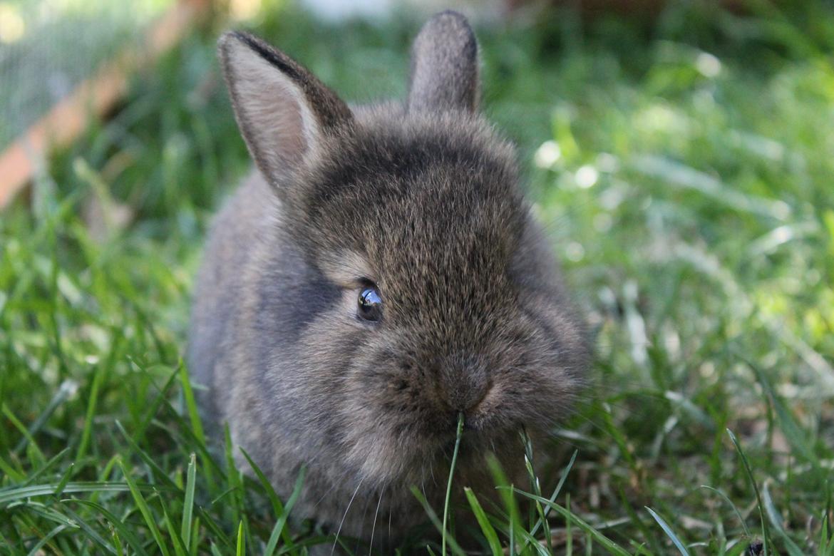 Kanin | Potedask's Alvin billede 45