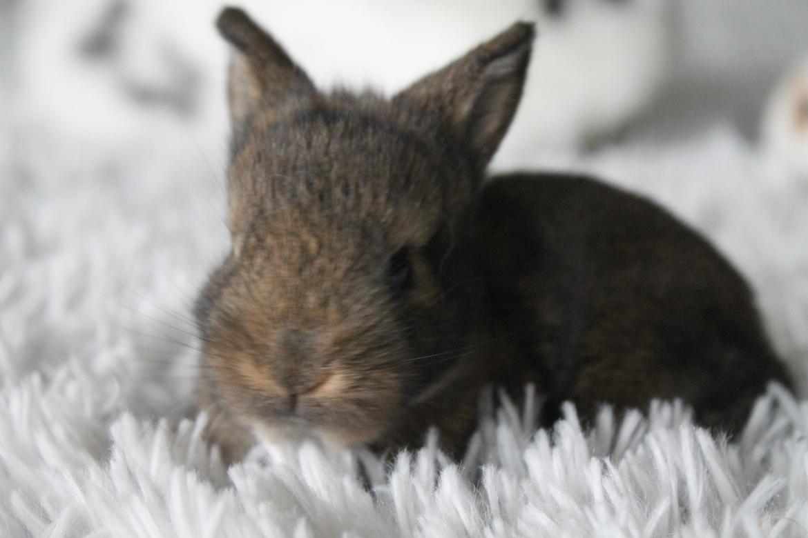 Kanin | Potedask's Alvin billede 46