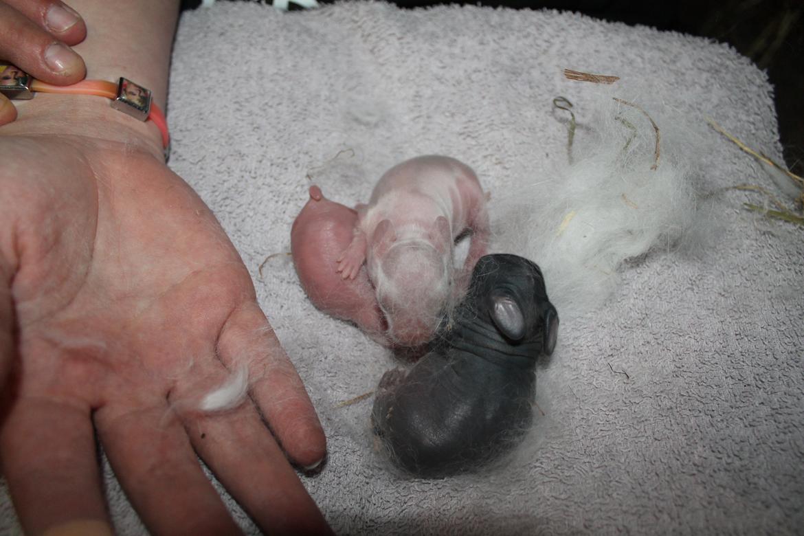 Kanin | Potedask's Alvin billede 50