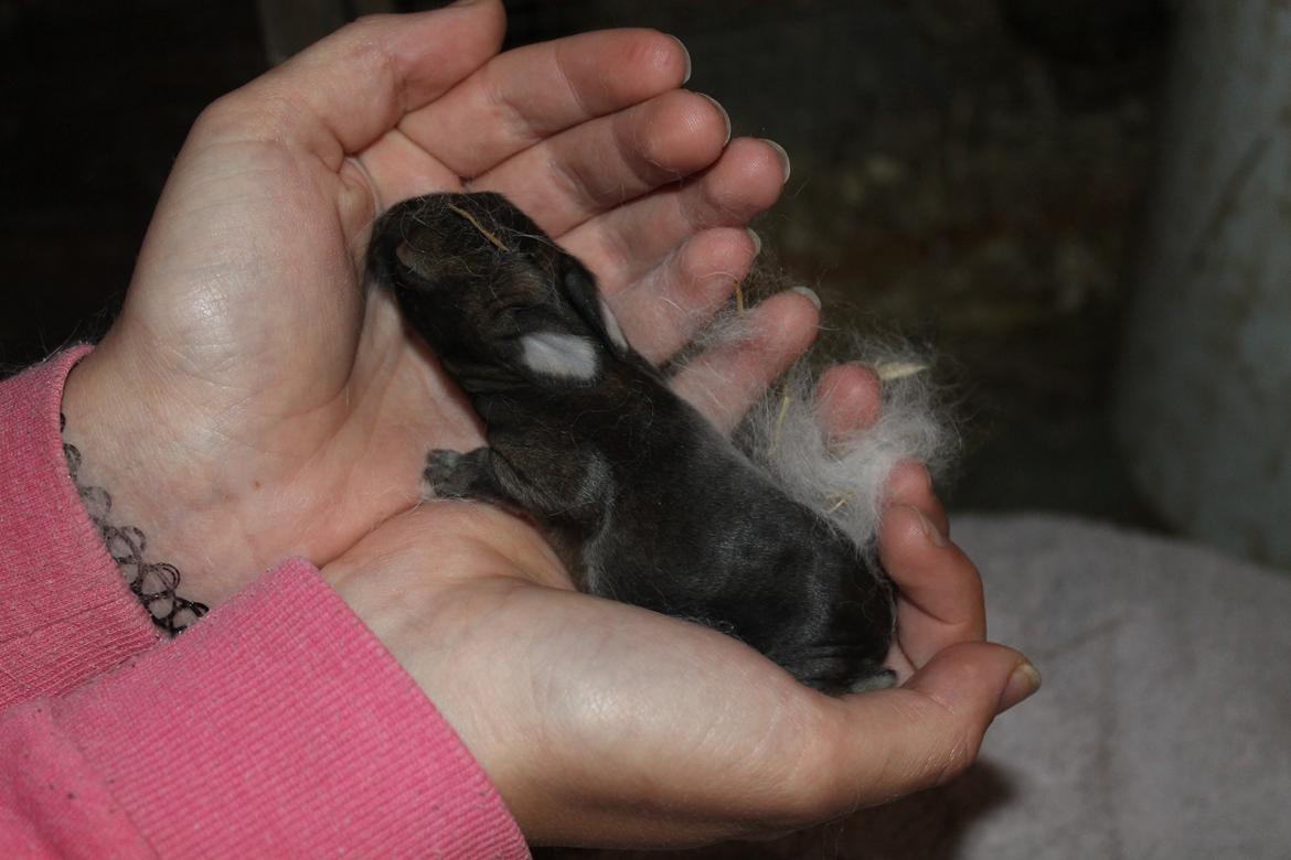 Kanin | Potedask's Alvin billede 49