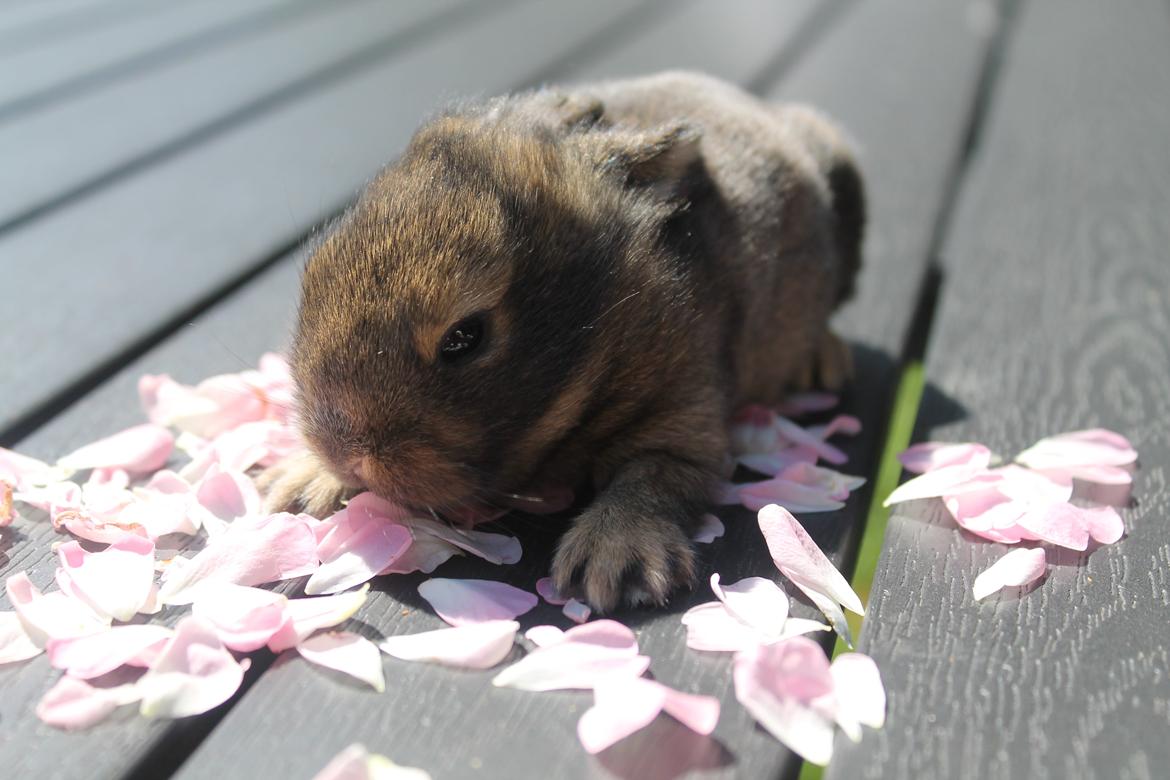 Kanin | Potedask's Alvin billede 47