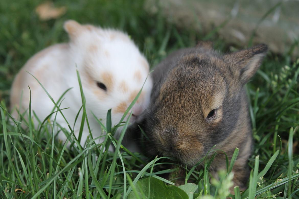 Kanin | Potedask's Alvin billede 48