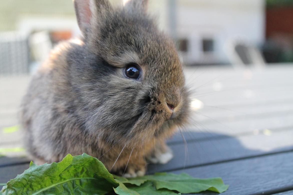 Kanin | Potedask's Alvin billede 43