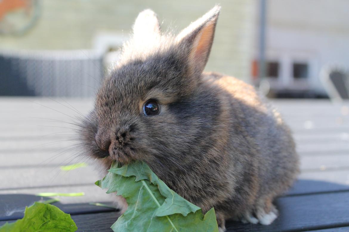 Kanin | Potedask's Alvin billede 44