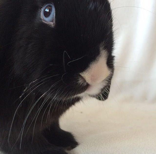 Kanin Ministald's Black Amira billede 4