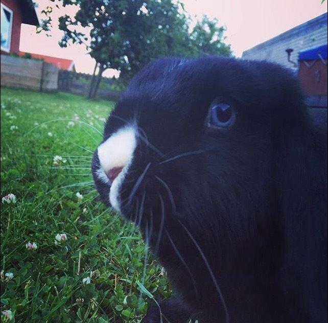 Kanin Ministald's Black Amira billede 5